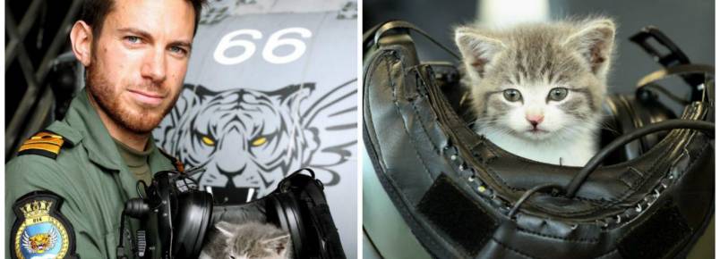 Piloto salva gato bebê e viraliza nas redes sociais