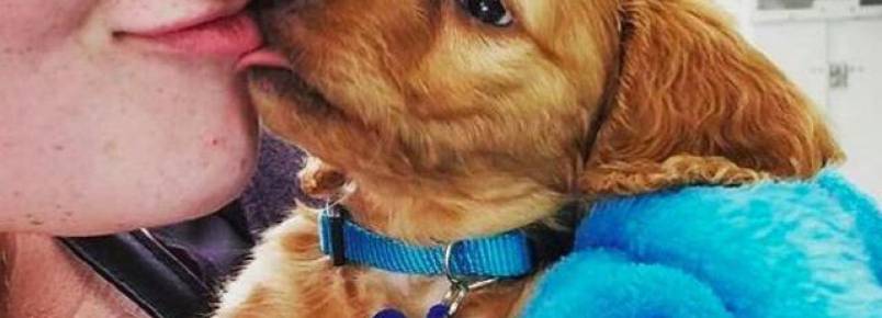 Por que filhotes e cães adultos têm hálitos diferentes?