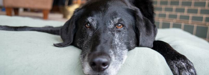 Como detectar o envelhecimento cerebral canino?