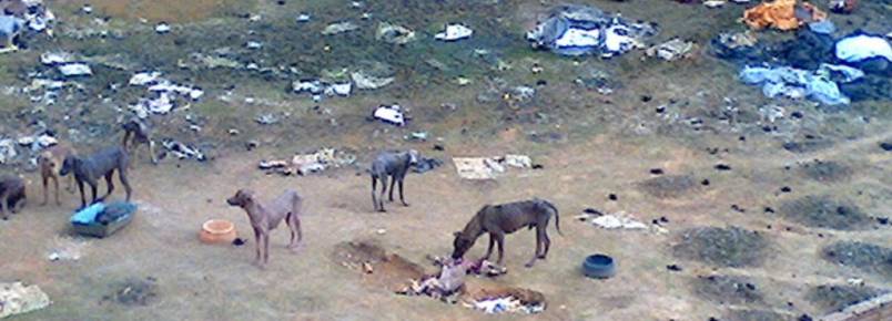 Vários aninais são mantidos presos sem comida e água