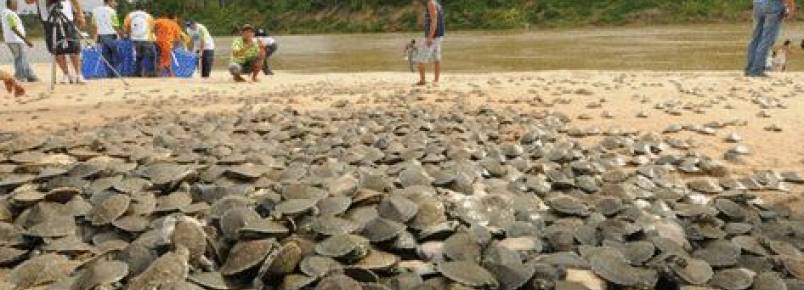 Tartaruga-da-amaznia continua sob forte ameaa de extino segundo pesquisador do Inpa