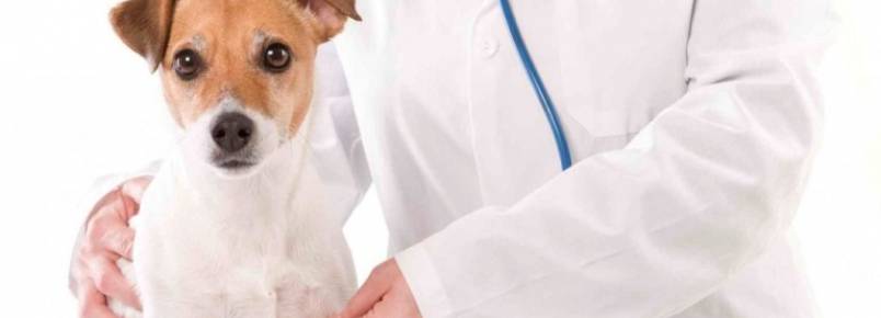 Com apenas dois hospitais veterinários públicos, São Paulo tem atendimento saturado