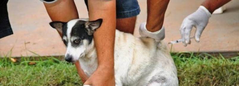 Vacinação antirrábica na cidade tem início pela zona rural
