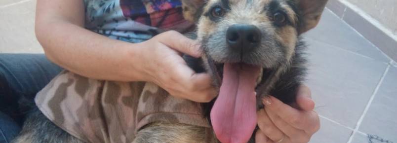 Cão Estopinha espera por uma chance em São Paulo (SP)