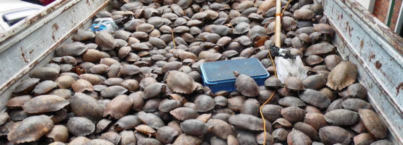 Milhares de tartarugas resgatadas aps seis meses em cativeiro nas Filipinas