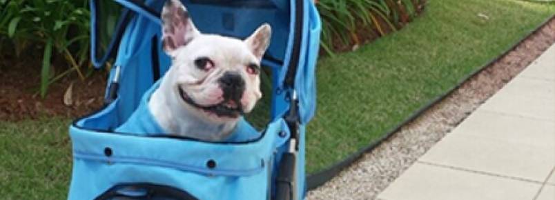 Petsitters oferecem serviço específico para cães com necessidades especiais