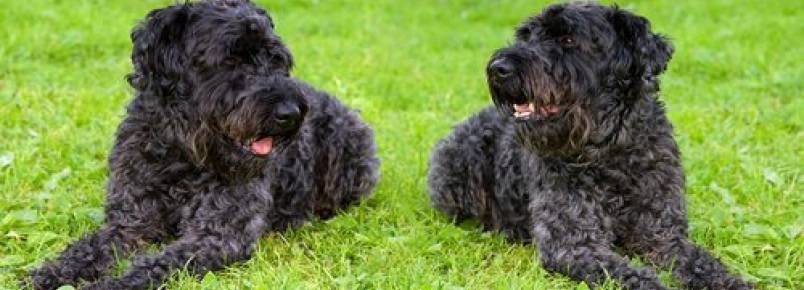 Kerry Blue Terrier