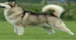 Raças de cachorros que parecem lobos