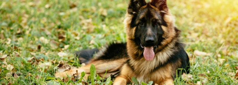 Cães de guarda: Conheça os 10 melhores e suas principais características