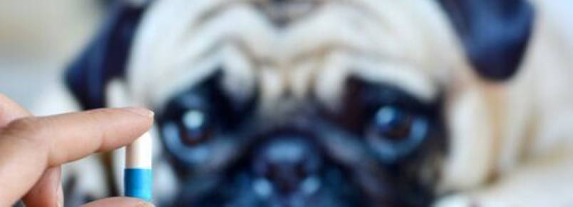 6 maneiras de dar remédio ao seu cão sem que ele perceba
