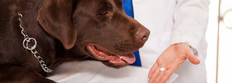 Medicamentos humanos proibidos para cachorros