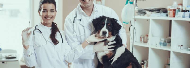 Remédio de verme para cachorro – Quando e como dar?