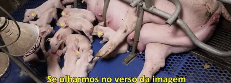 Filme choca ao mostrar crueldade em criação de animais.