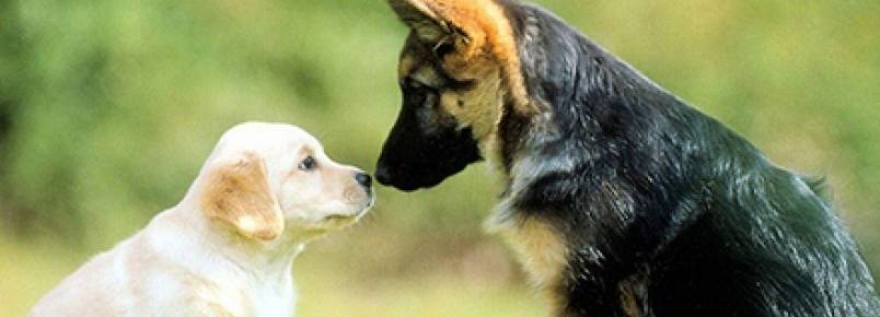 Universidades são alternativas para tratamento veterinário de baixo custo e boa qualidade