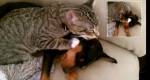 Gato recebe com carinho volta de cachorro que estava doente no veterinário.
