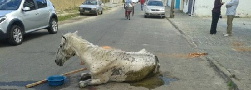 Após maus-tratos, homem abandona cavalo