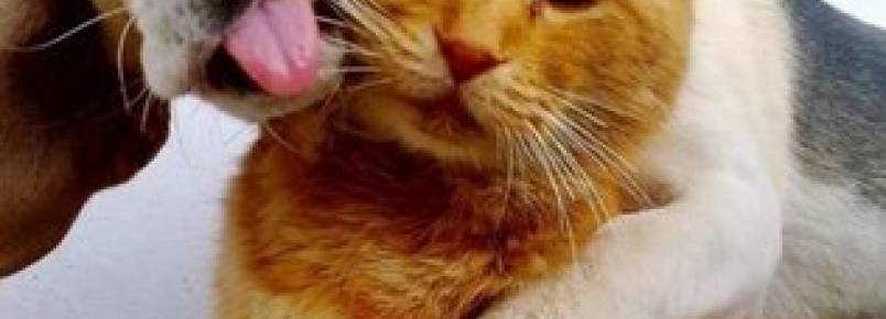 Como criar uma amizade entre cachorro e gato