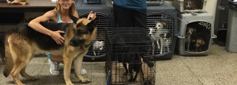 Instituicao salva 22 cachorros que viviam aprisionados em um carro