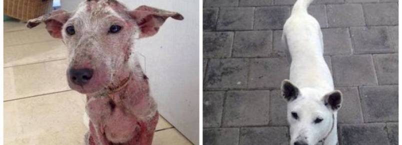 Cadela a beira da morte é salva e tem uma segunda chance