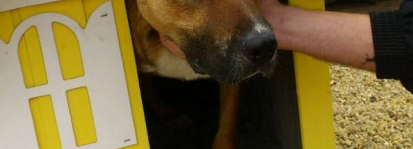 Cachorro de rua vira mascote da PM no Osternack