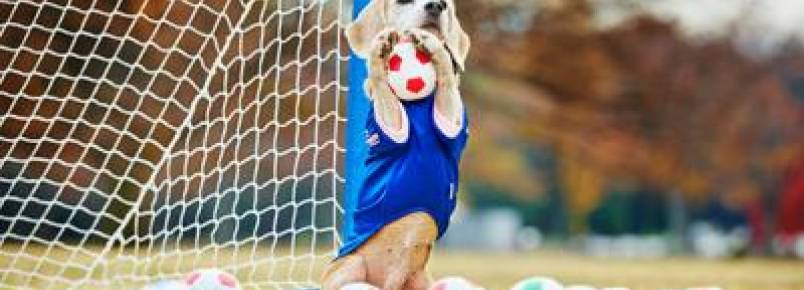 Beagle possui recorde como a cachorra que pega mais bolas com as patas em um minuto