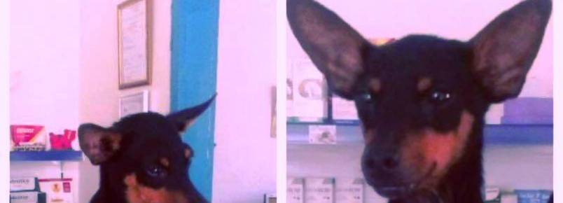 Cãozinho perdido em Monlevade procura seu dono