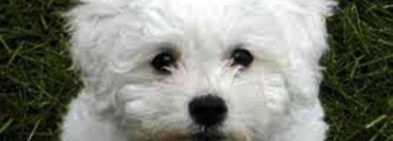 Proprietária de Poodle Toy consegue autorização judicial, para manter o animal no apartamento e na área comum