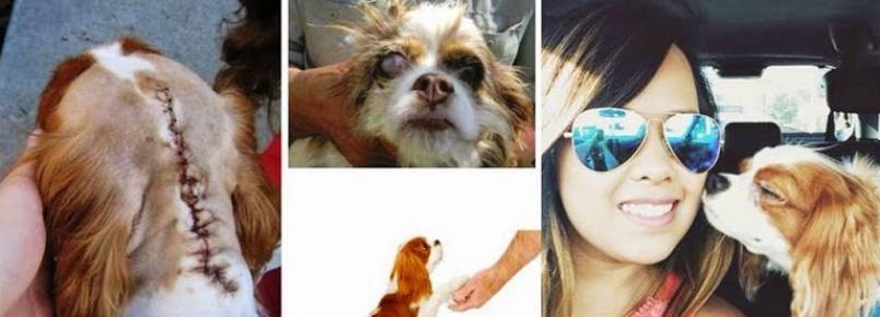 Cão de enfermeira de Dallas com Ebola é levado para local não revelado