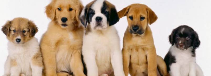 Adoção responsável de animais
