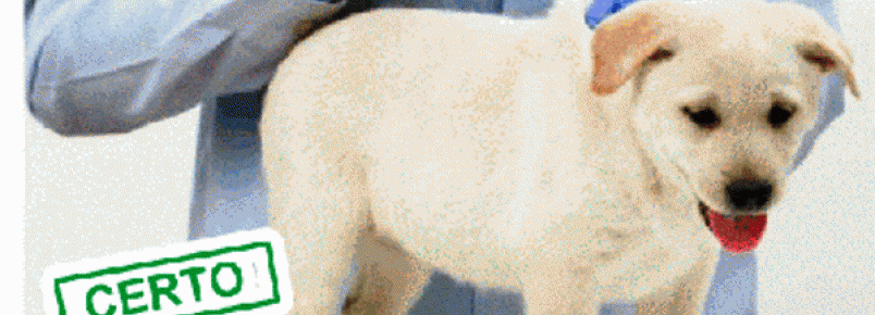 Veterinários fazem campanha para atender animais
