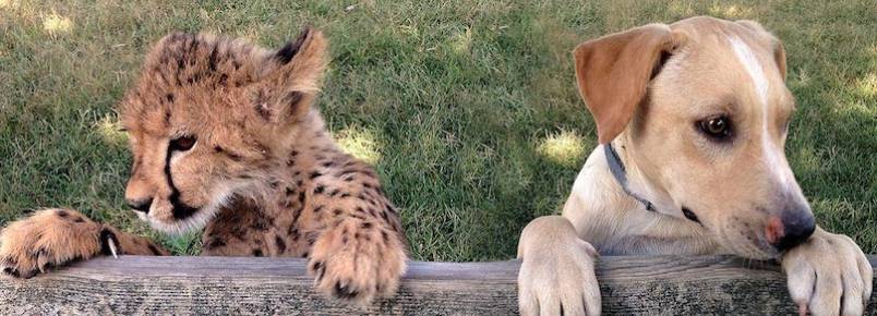 Filhote de guepardo e cachorrinho resgatado se tornam melhores amigos
