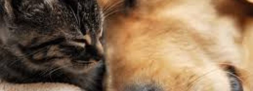 Shopping Recife recebe 17ª feira de adoção de cães e gatos no Recife