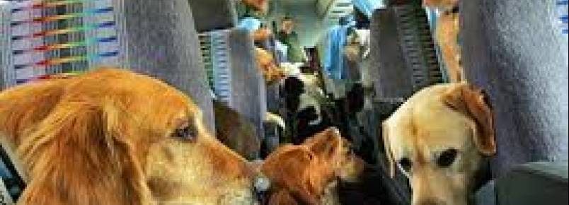 Cmara aprova transporte de animais domsticos em coletivos