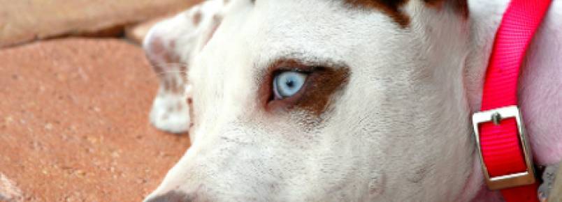 Surdez canina: como perceber e lidar com um cão surdo?