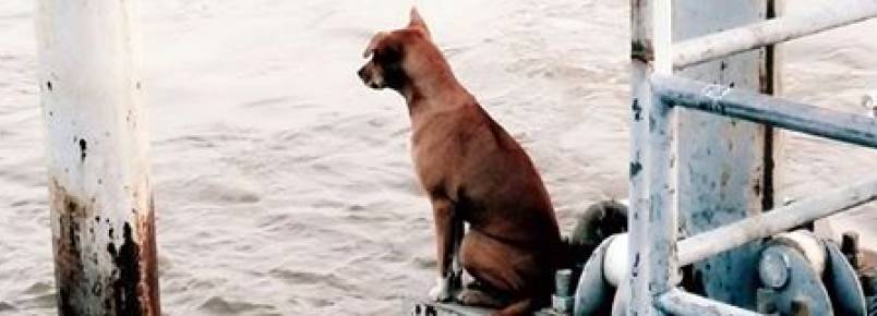Cachorra cai de barco e fica em per esperando seus tutores voltarem