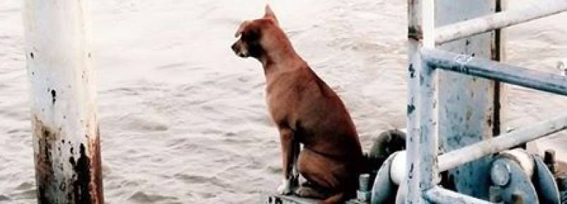 Cachorra cai de barco e fica em píer esperando seus tutores voltarem
