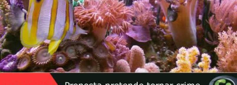 Proposta pretende tornar crime ambiental a extrao de corais