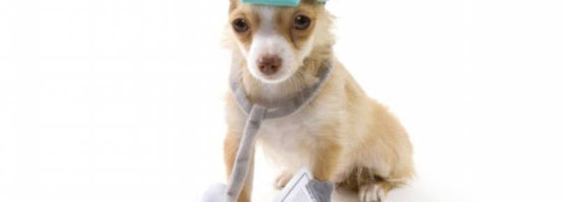 Hospital Veterinrio Pet Care leva aes educativas gratuitas para a Zona Leste de So Paulo