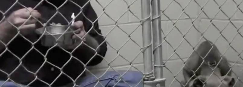 Veterinário se tranca em canil e come com Pitbull para que ela volte a confiar em humanos