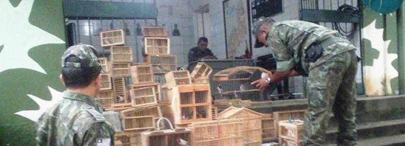Mais de 150 aves silvestres so apreendidas em feiras clandestinas
