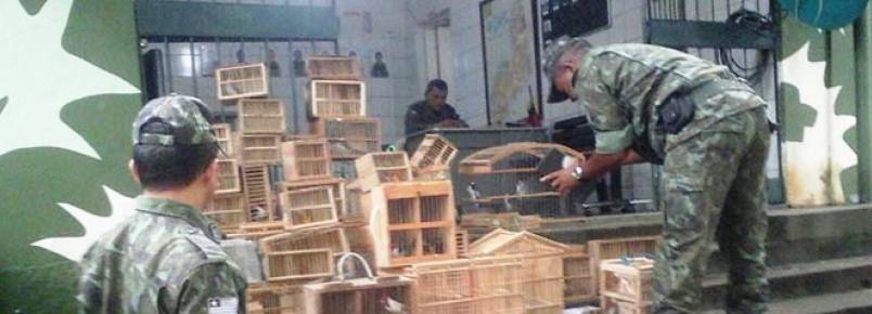 Mais de 150 aves silvestres são apreendidas em feiras clandestinas