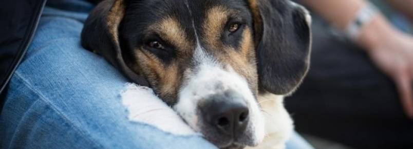 Fotógrafa ajuda a salvar a vida de diversos cães com seu trabalho