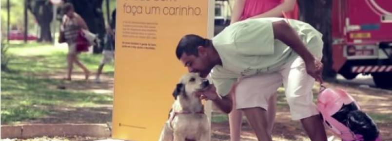 Abandonada e desnutrida, cachorrinha ganha 