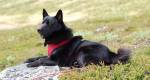 Elkhound Noruegus Preto