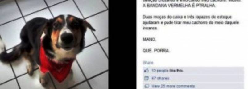 Cão é agredido em Brasília por estar com um lenço vermelho