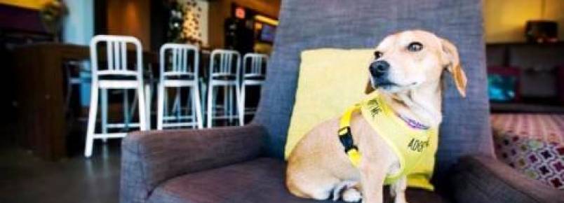 Hotel hospeda cães sem lar para que hóspedes interessados possam adotá-los