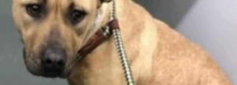 Homem salva cadelinha da eutansia e em seguida ganha seis surpresinhas