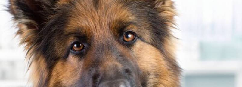Pasta de dente caseira para cães: saiba como preparar