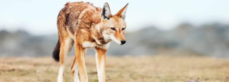 Lobos em risco de extino: os casos do lobo-vermelho e do lobo-etope