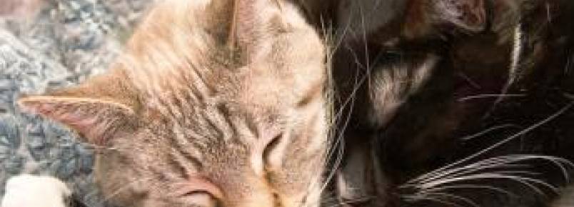 Mudança no Código Civil francês considera animais "seres sensíveis"